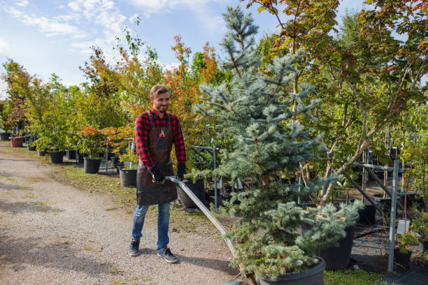 Best Tree and Shrub Care  in Ripon, CA